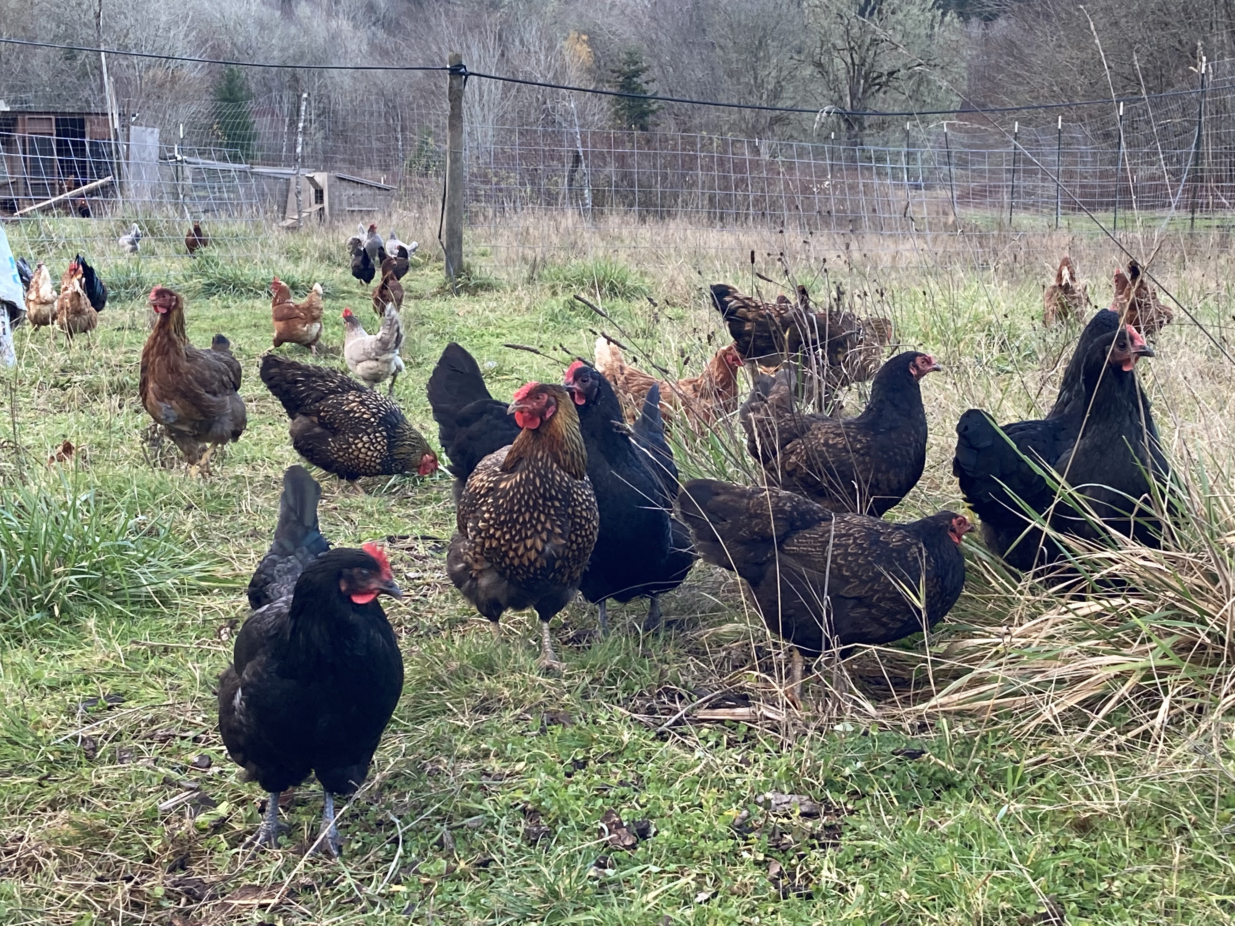 Hens-forage-12.01.20-IMG_1869.jpg